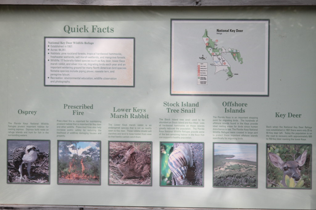 IMG_6505 | National Key Deer Wildlife Refuge | grafxmangrafxman | Flickr