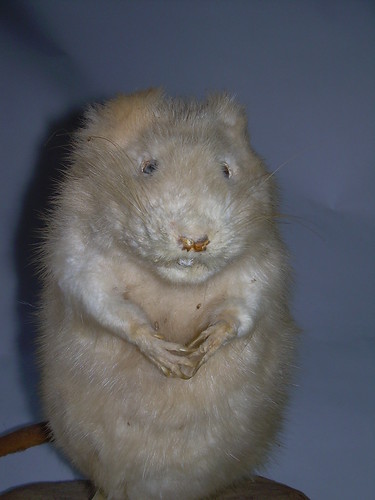 albino muskrat | by Joanna Bourne author