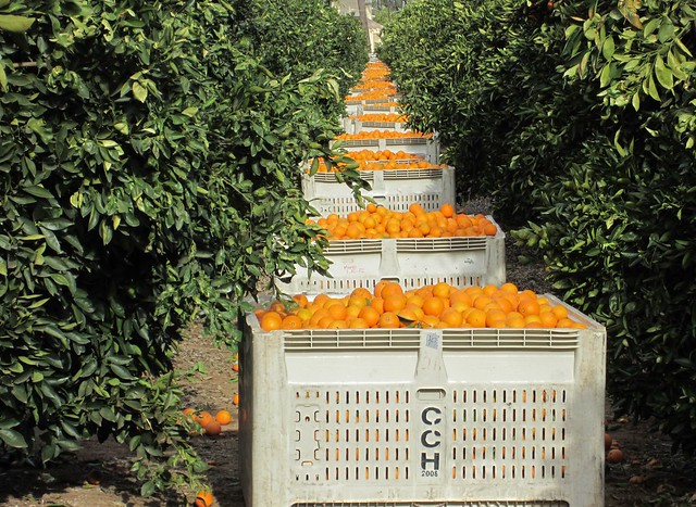 Harvesting Oranges in Riverside #5