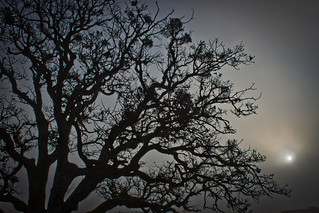 Oak in the Fog at Sunrise