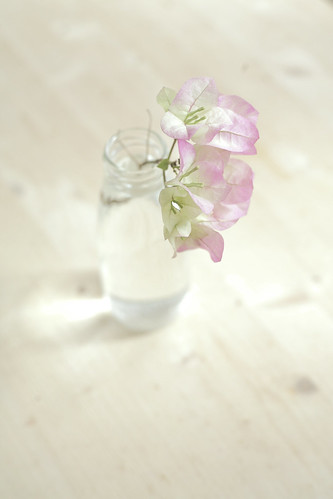 Paper Flower | by **Hu