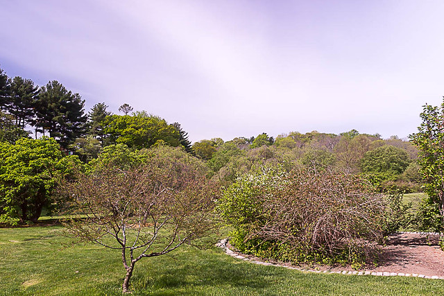 The Arnold Arboretum of Harvard University, May 21, 2016