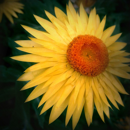 paper daisy | by emmoff