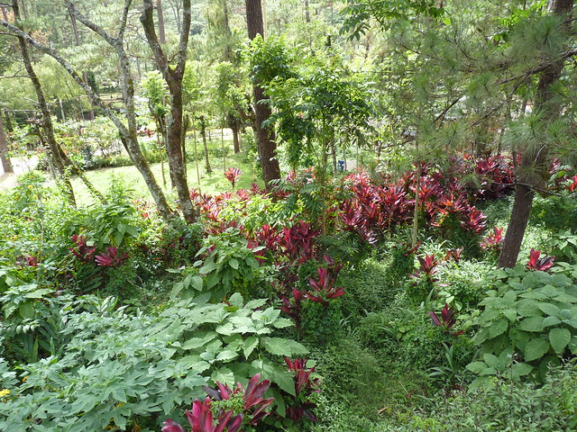 Jardin Botanique de Baguio