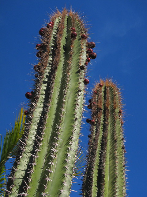 Etcho (Pachycereus pecten-aboriginum), Guaymas Son. IMG_2277