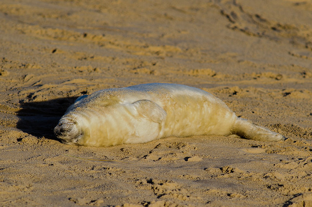 Grey Seal Pup Snoozing Upside Down