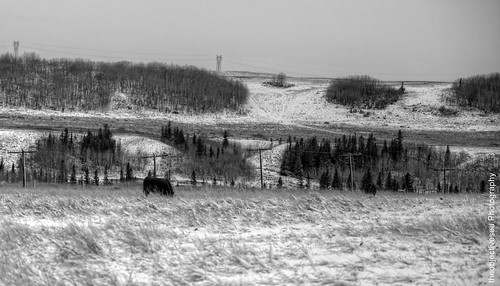 winter snow canada cow nikon alberta bovine provincialpark glenbowranch d7000