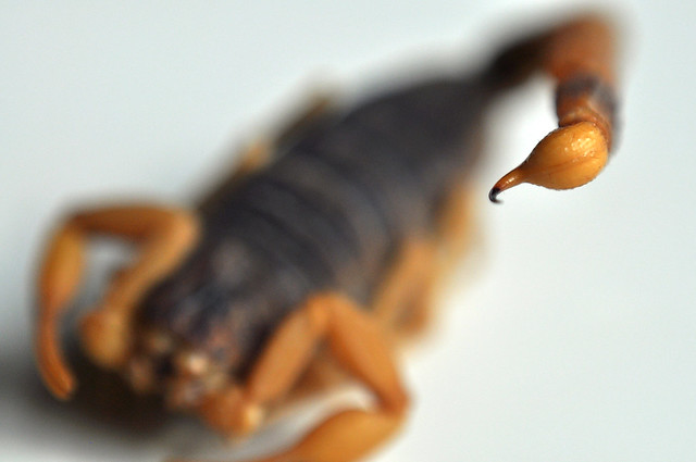 Scorpion stinger