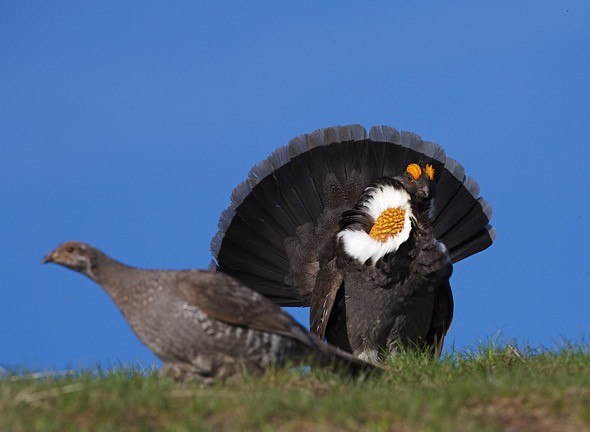 Blue Grouse, Breeding Display and Pursuit