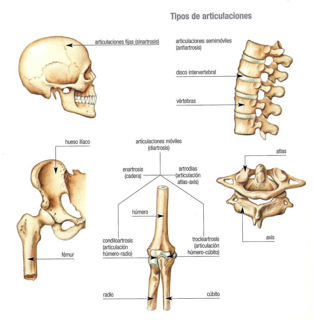 Названия суставов человека. Типы и виды суставов человека. Типы суставов анатомия. Суставы виды суставов. Классификация суставов по форме.