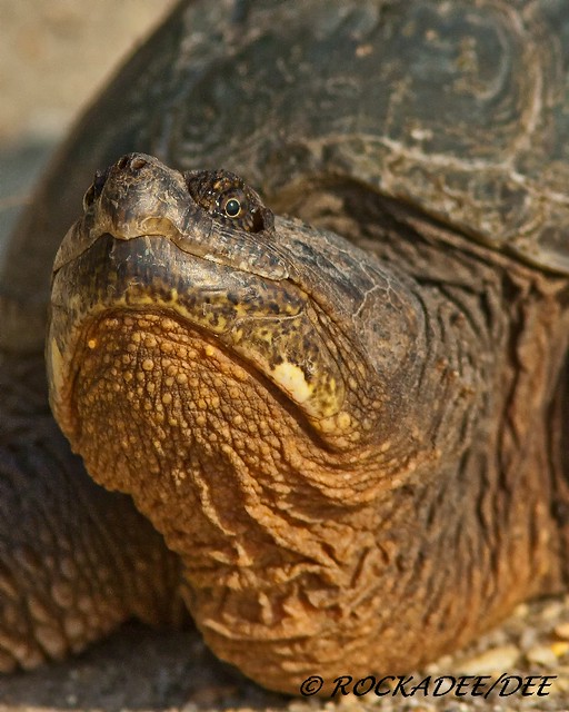 American Snapping Turtle