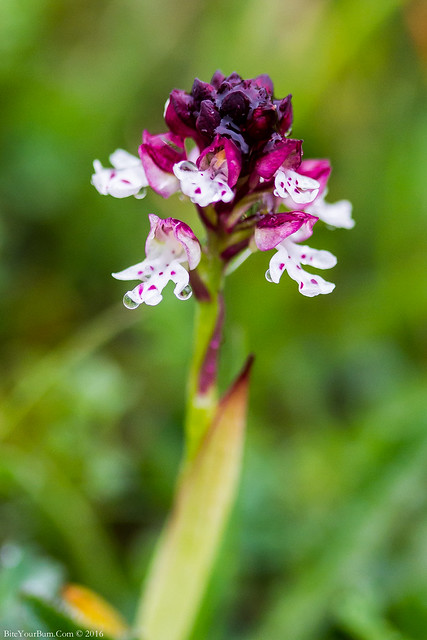 Burnt Orchid (Neotinea ustulata)