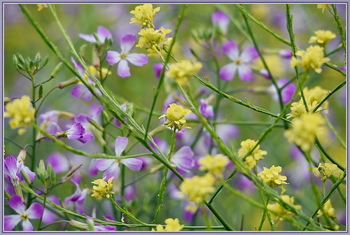 flowers wild closeup bokeh sigma mustard rocket wildflowers dames 120400