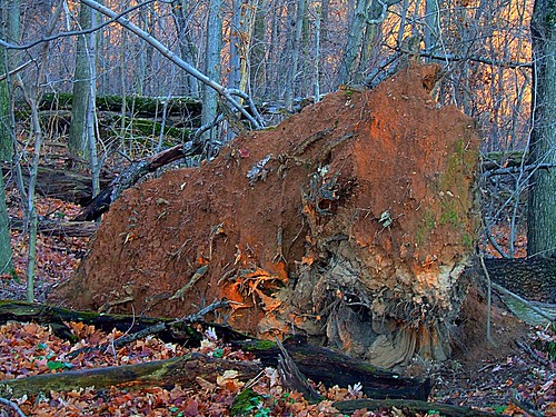 tree nature sunrise dirt stump