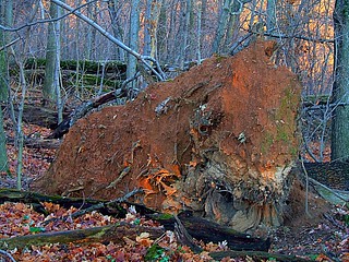 ripped stump