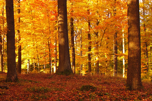 Autumn Beech Forest by Batikart