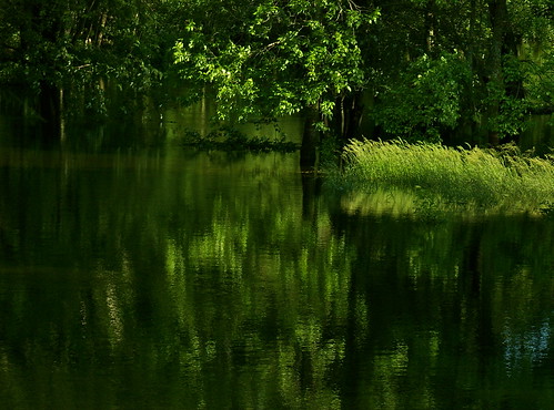 trees summer green nature water reflections photo pond seasons