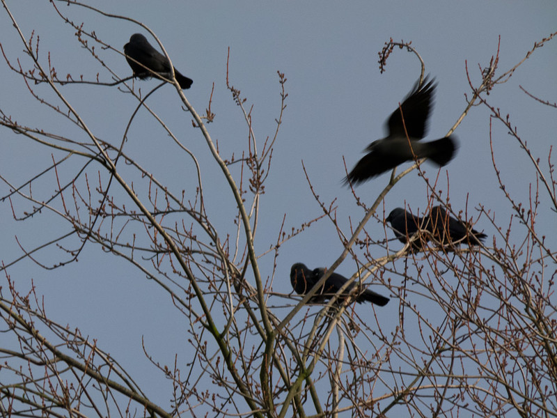 Jackdaws in a cherry tree