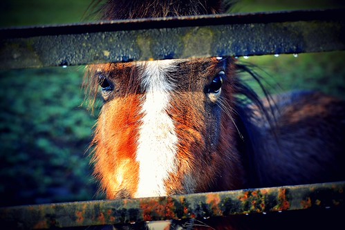 Peek-a-boo | by the mr gnu