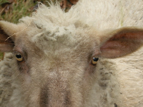Sheep eyes 