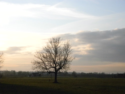 Lone tree Aldermaston to Woolhampton