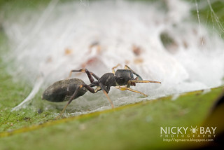 Ant-Mimic Jumping Spider (Myrmarachne sp.) - DSC_8507