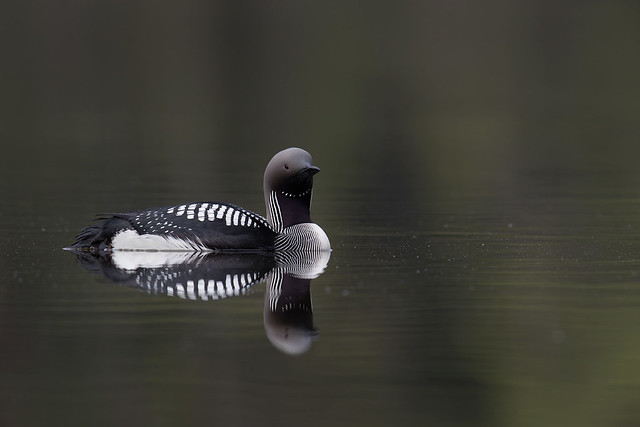 Gavia arctica | Black-throated Loon | storlom