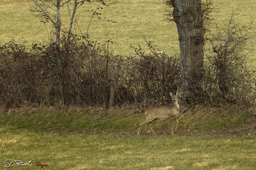 Chevreuil4 by SC-Pictures , nature canon animaux campagne 70200mm chevreul rememberthatmomentlevel1