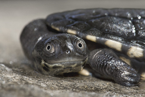 Roti Island snake-necked turtle
