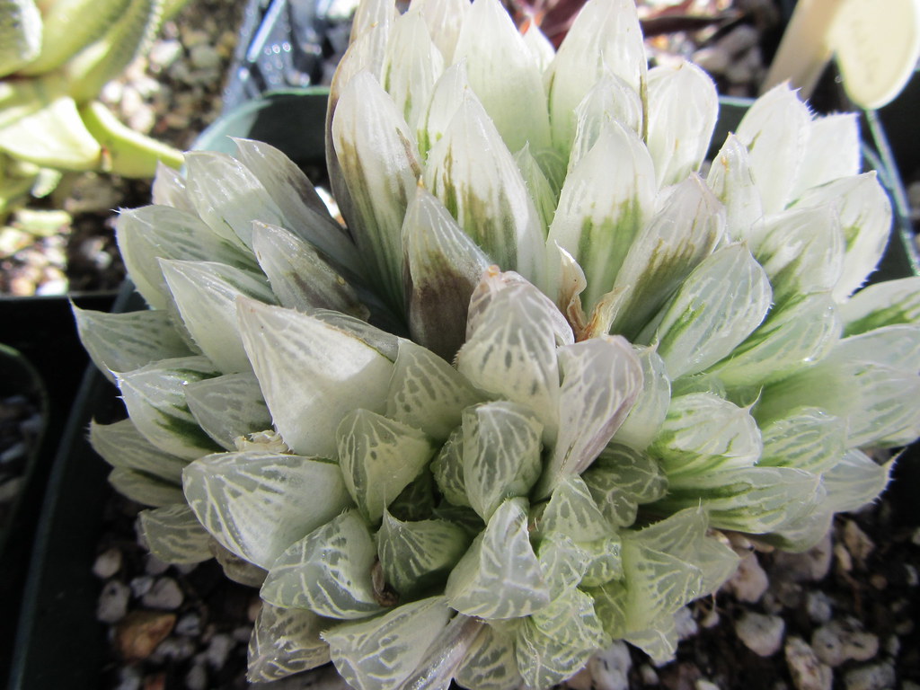 Haworthia cooperi var. pilifera variegata (4)