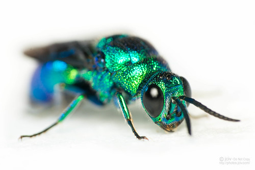 macro green wasp metallic bluegreen raynox cuckoowasp chrysididae file:name=dsc03847 set:name=insects