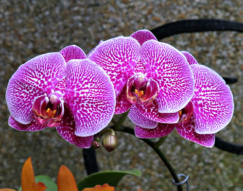 Orchids, Longwood Gardens IMG_4362 | Longwood Gardens, Kenne… | Flickr