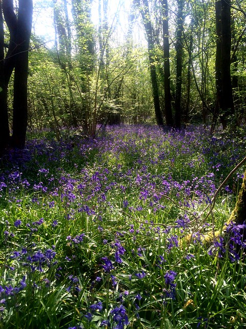 May 7, 2016: Hassocks to Lewes Bluebells in Butcher's Wood, Hassocks