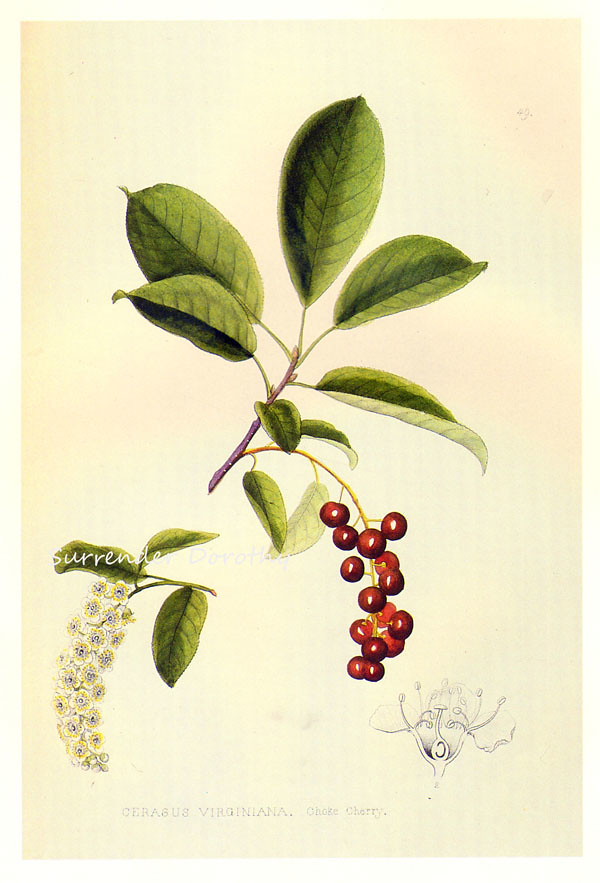 Choke Cherry Prestele Botanical Illustration | William Henry… | Flickr