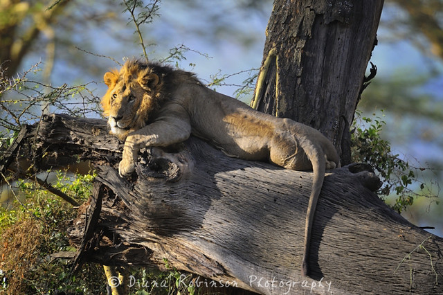 Male Lion in a tree, Lake Nakuru, Kenya