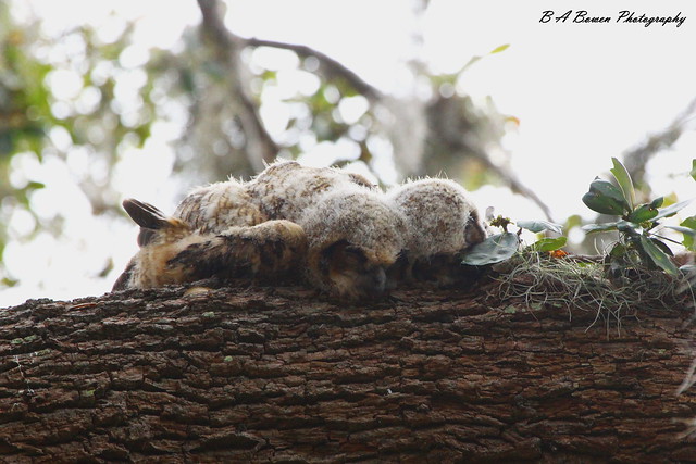 Baby owls sleeping