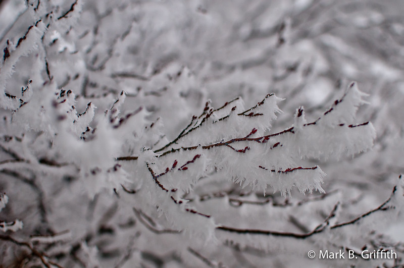 Winter Feathers