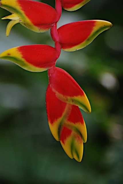 Carara Rainforest, Costa Rica