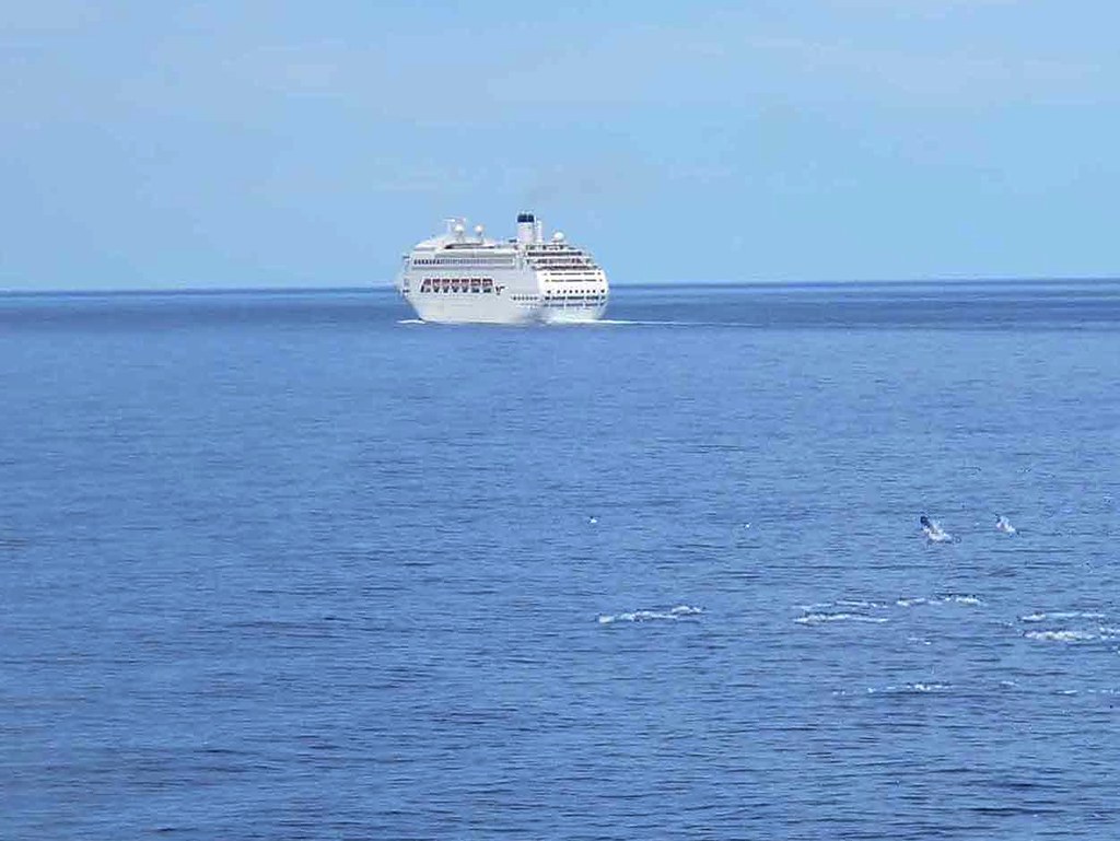 Dolphins following cruise ship 'Pacific Dawn' - New Zealand