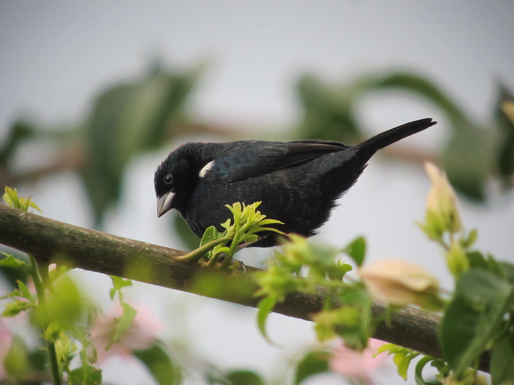 Imagen de una de las aves del Quindio: Volatinero negro (Volatinia jacarina)