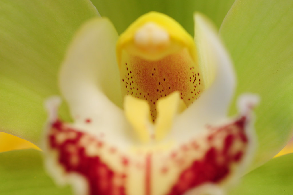 Macro Orchidea