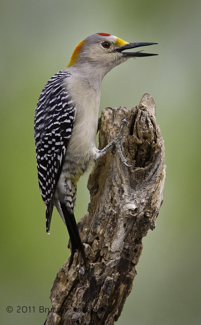 Male Golden Fronted Woodpecker On Dead Log Perch