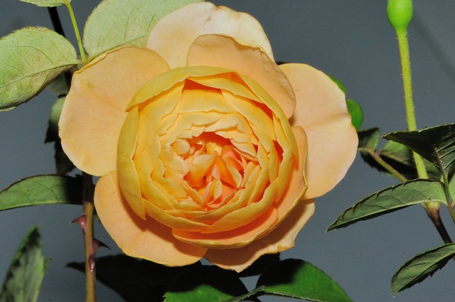 玫瑰品種：派特．奧斯汀