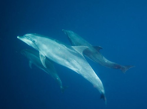 Crociere alle Galapagos
