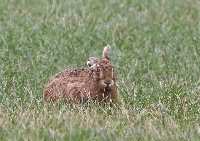 Bad Hare Day Yesterday!