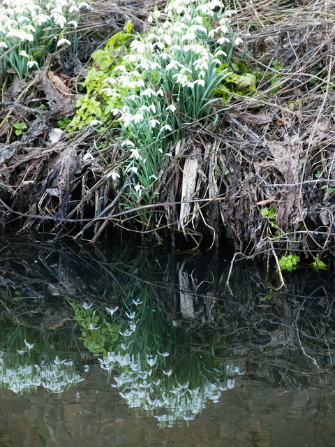 Snowdrops by a canal