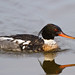 Flickr photo 'Red-breasted Merganser (male)' by: GTMResearchReserve.