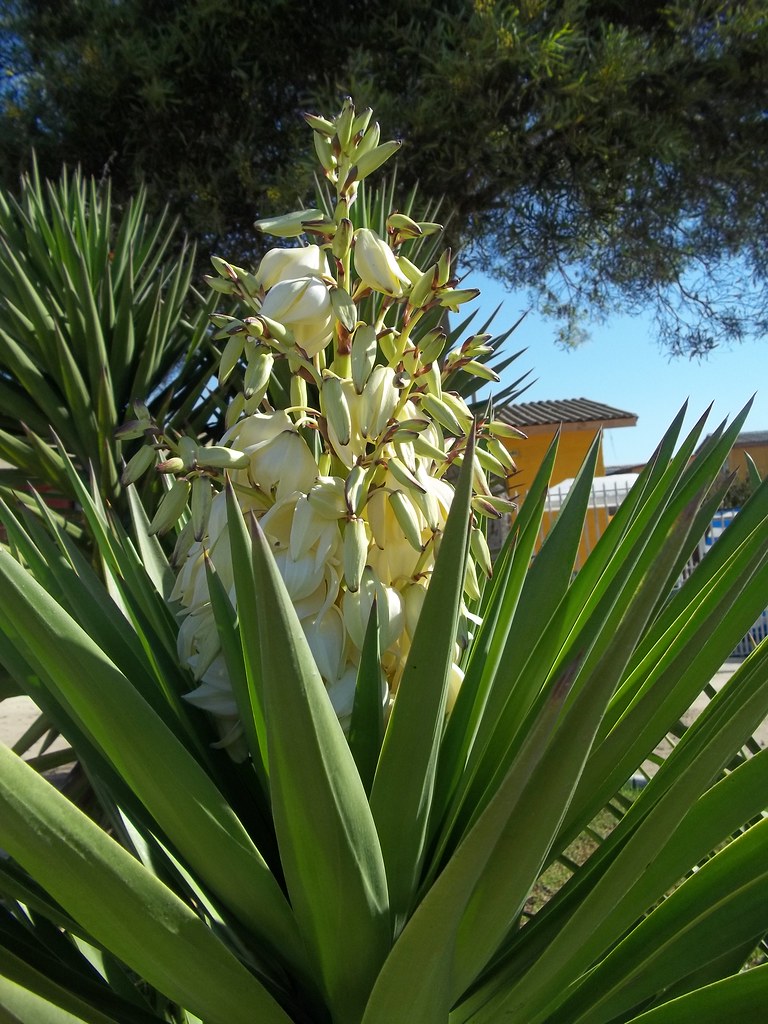 Flores blancas al caer la tarde | Yuca elegante | patriciamura | Flickr