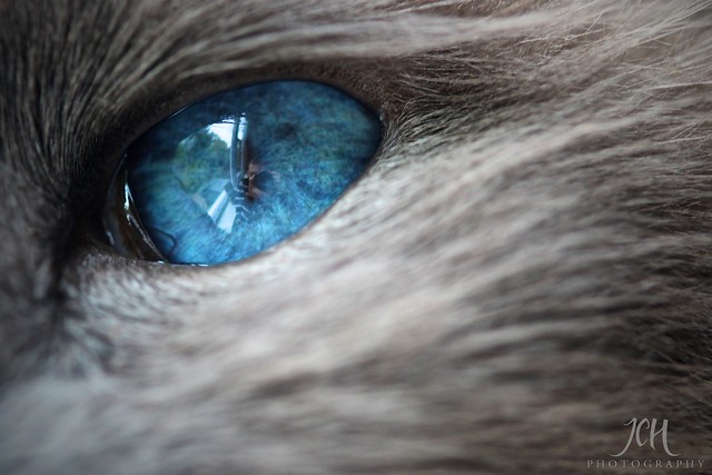 Cat's Eye View (158/365)  (Explored - 7/5/12 No.258)