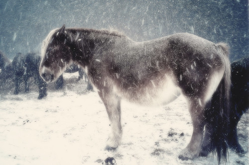 Blizzard Horse by moaan